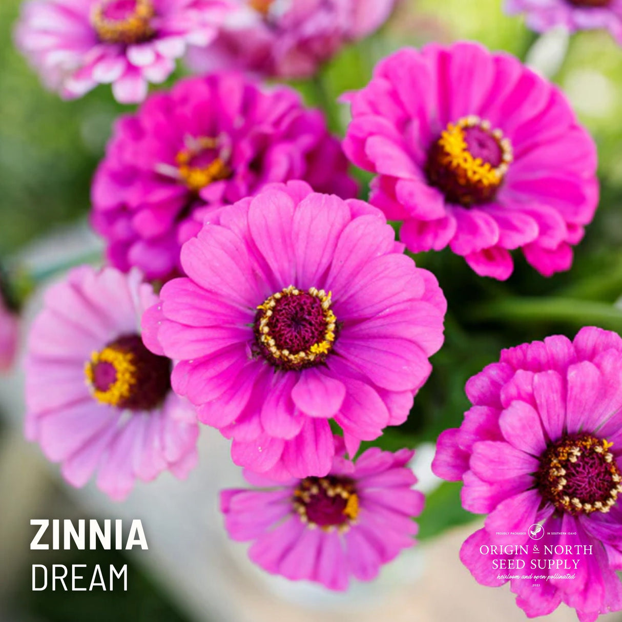 Zinnia Seeds - Dream