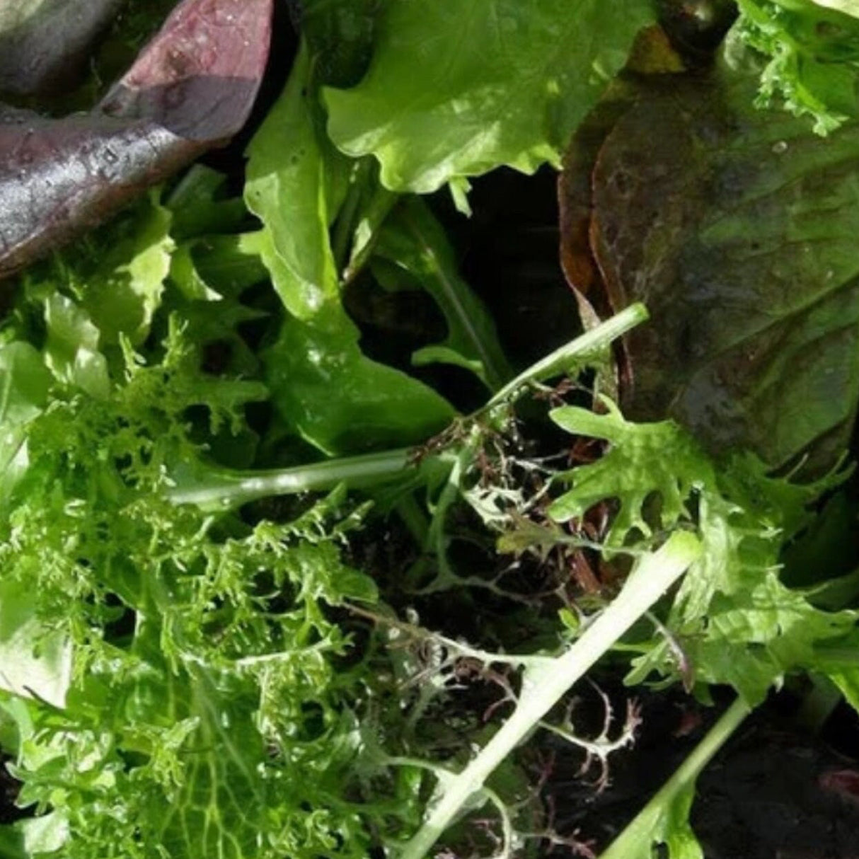 Lettuce Seeds - Gourmet Salad Blend