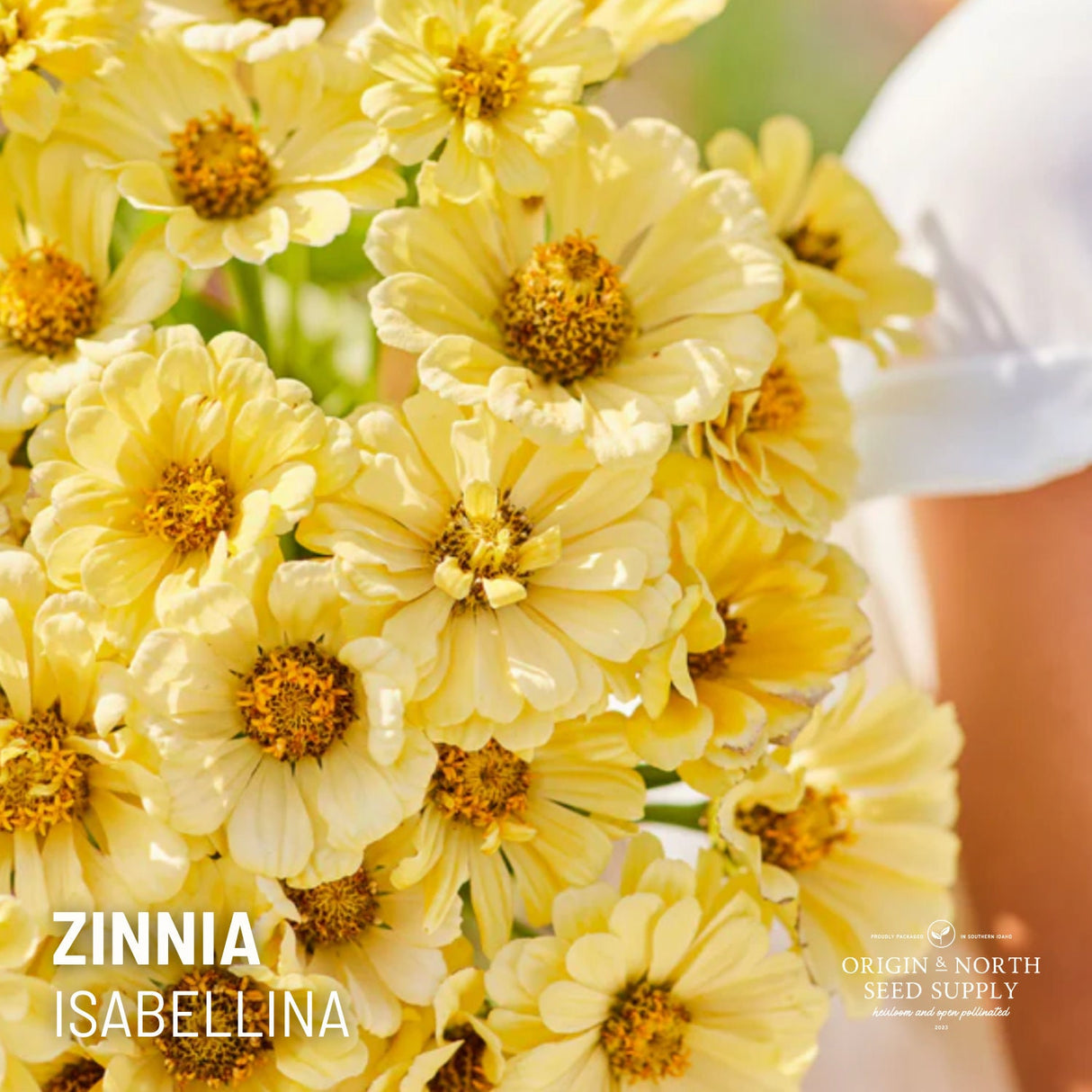 Zinnia Seeds - Isabellina