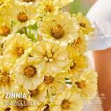 Zinnia Seeds - Isabellina