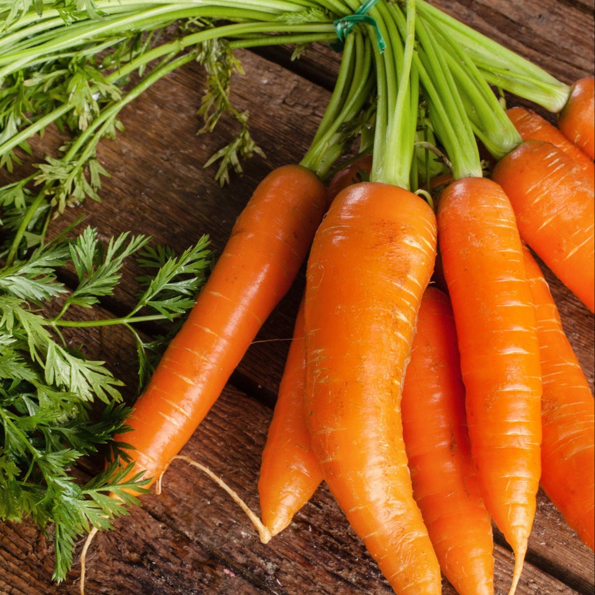 Carrot Seeds - Danvers 126