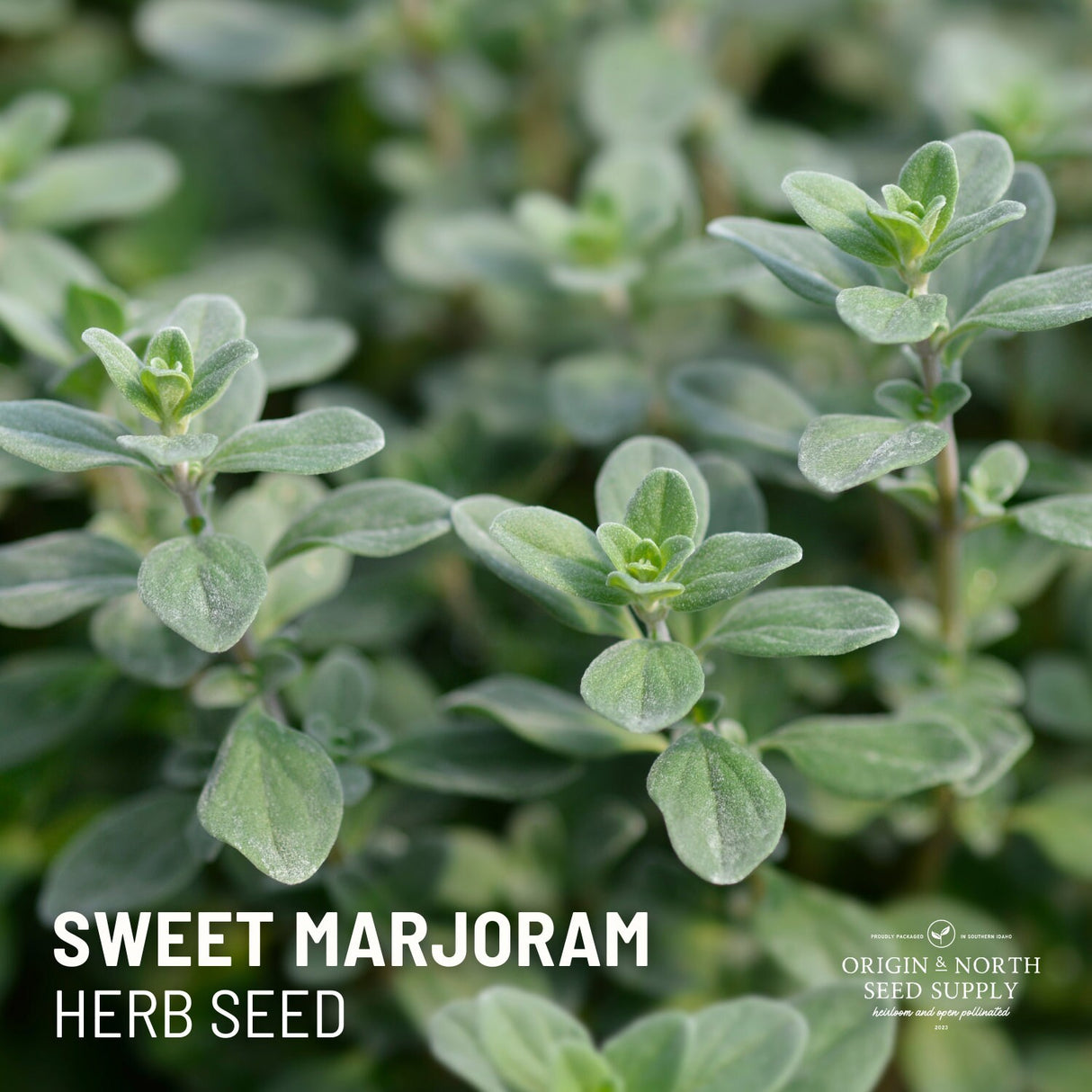 Sweet Marjoram Seeds