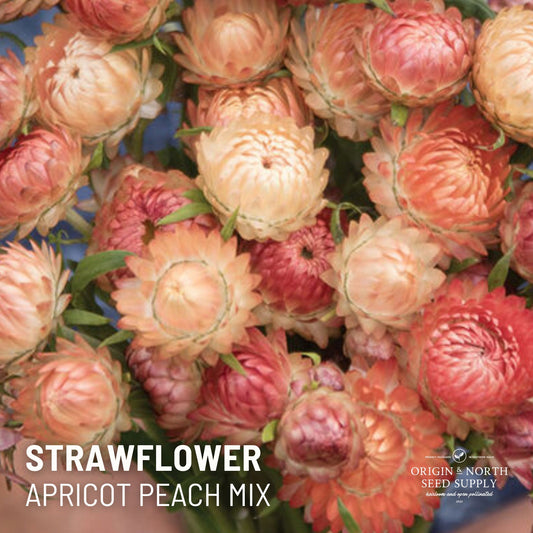 Strawflower Seeds - Apricot Peach Mix