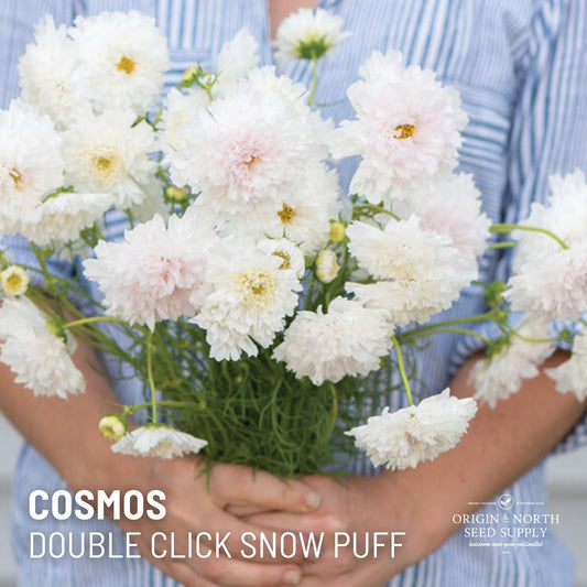 Cosmos Seeds - Double Click Snow Puff