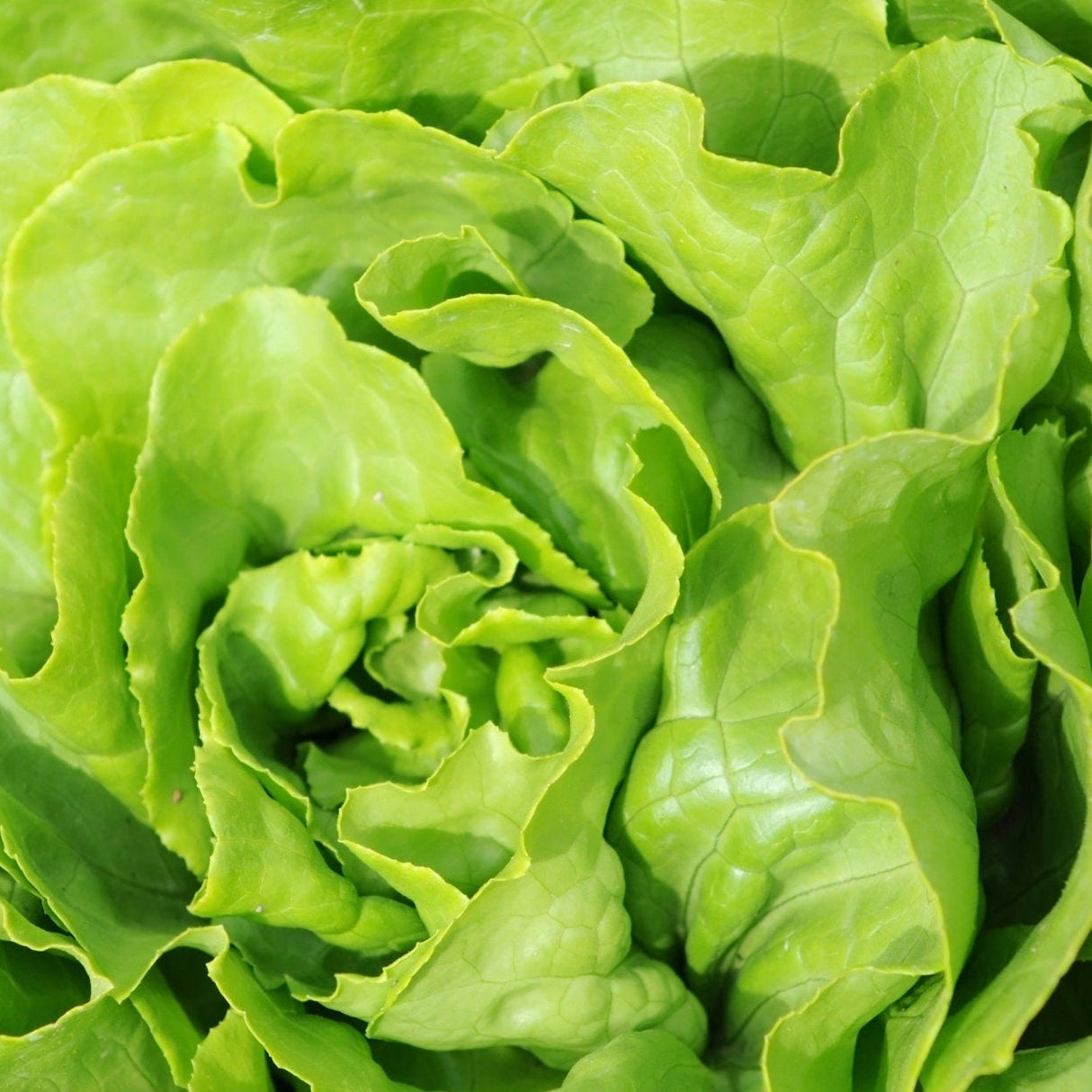Lettuce Seeds - Bibb