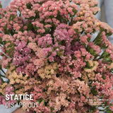 Statice Seeds - Qis Apricot