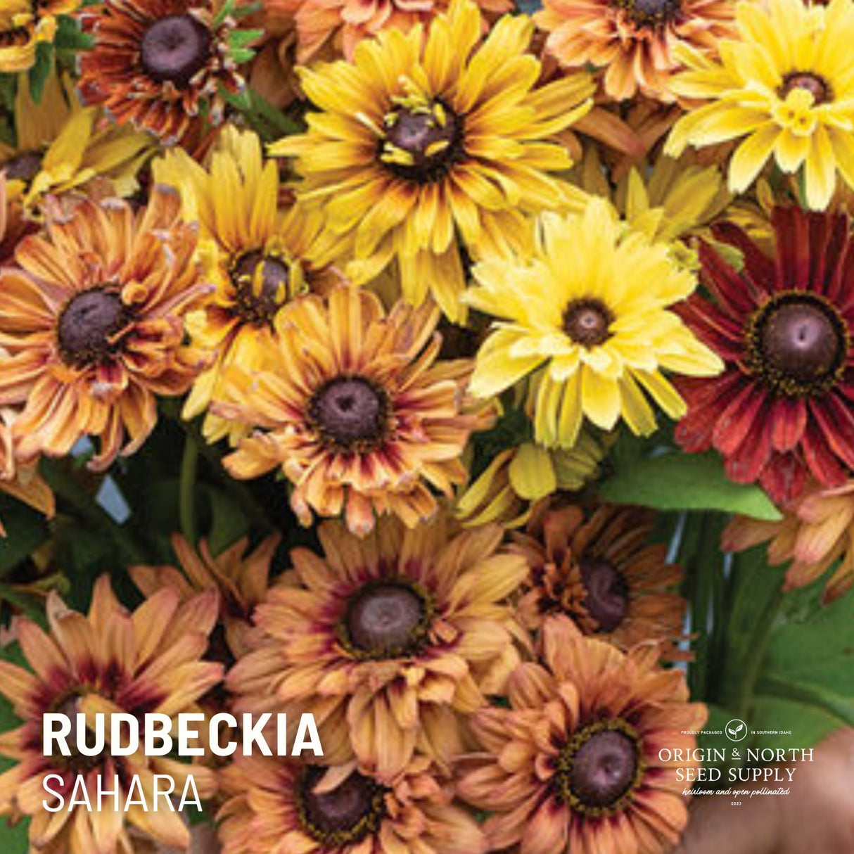 Rudbeckia Seeds - Sahara