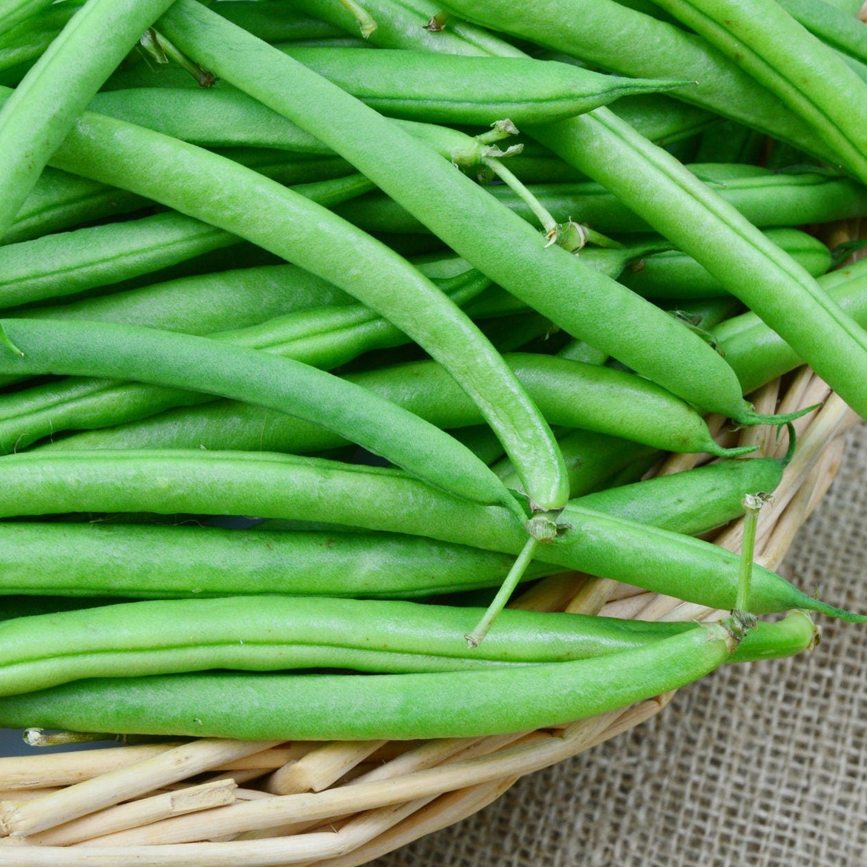 Bean Seeds - Provider (Bush)
