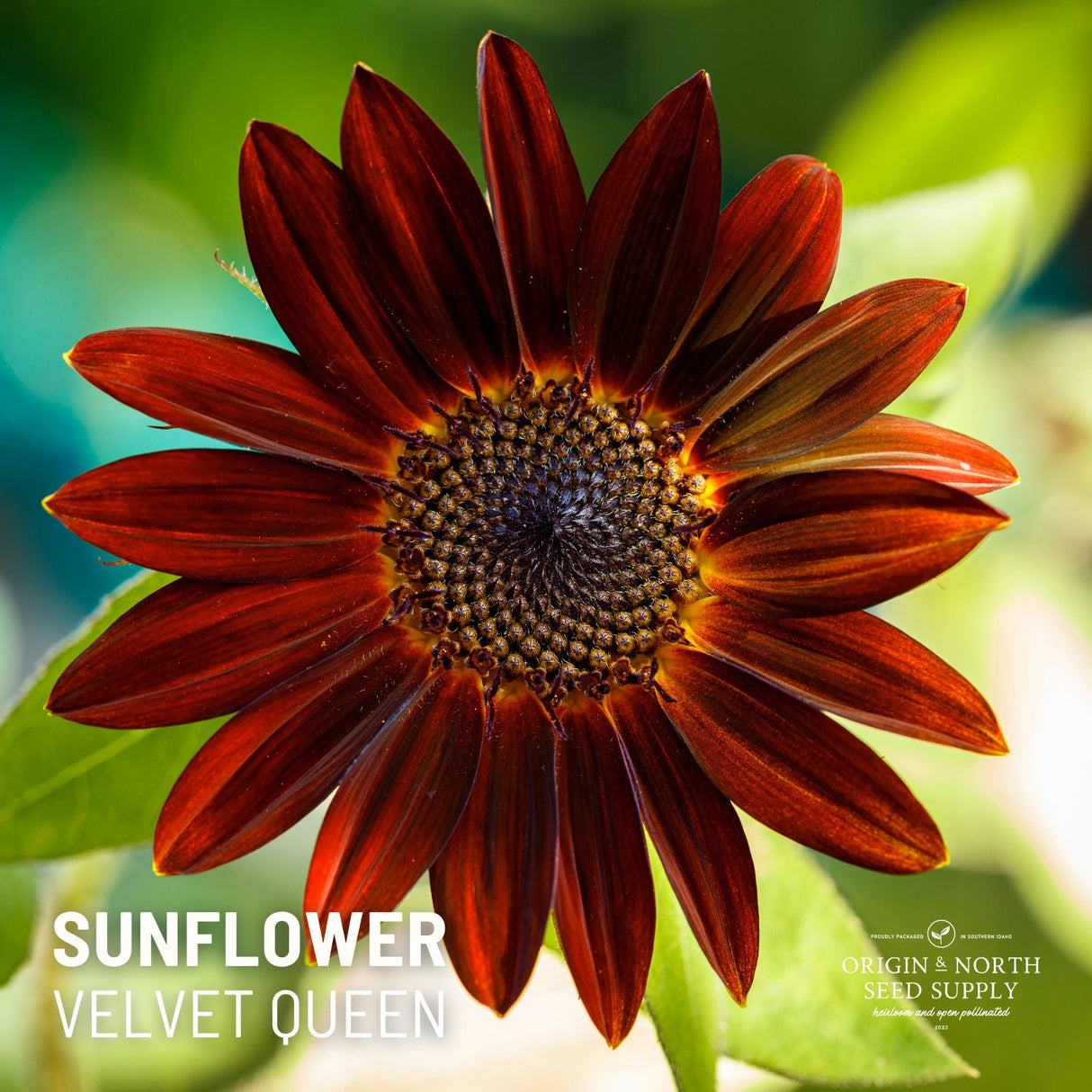 Sunflower Seeds - Velvet Queen