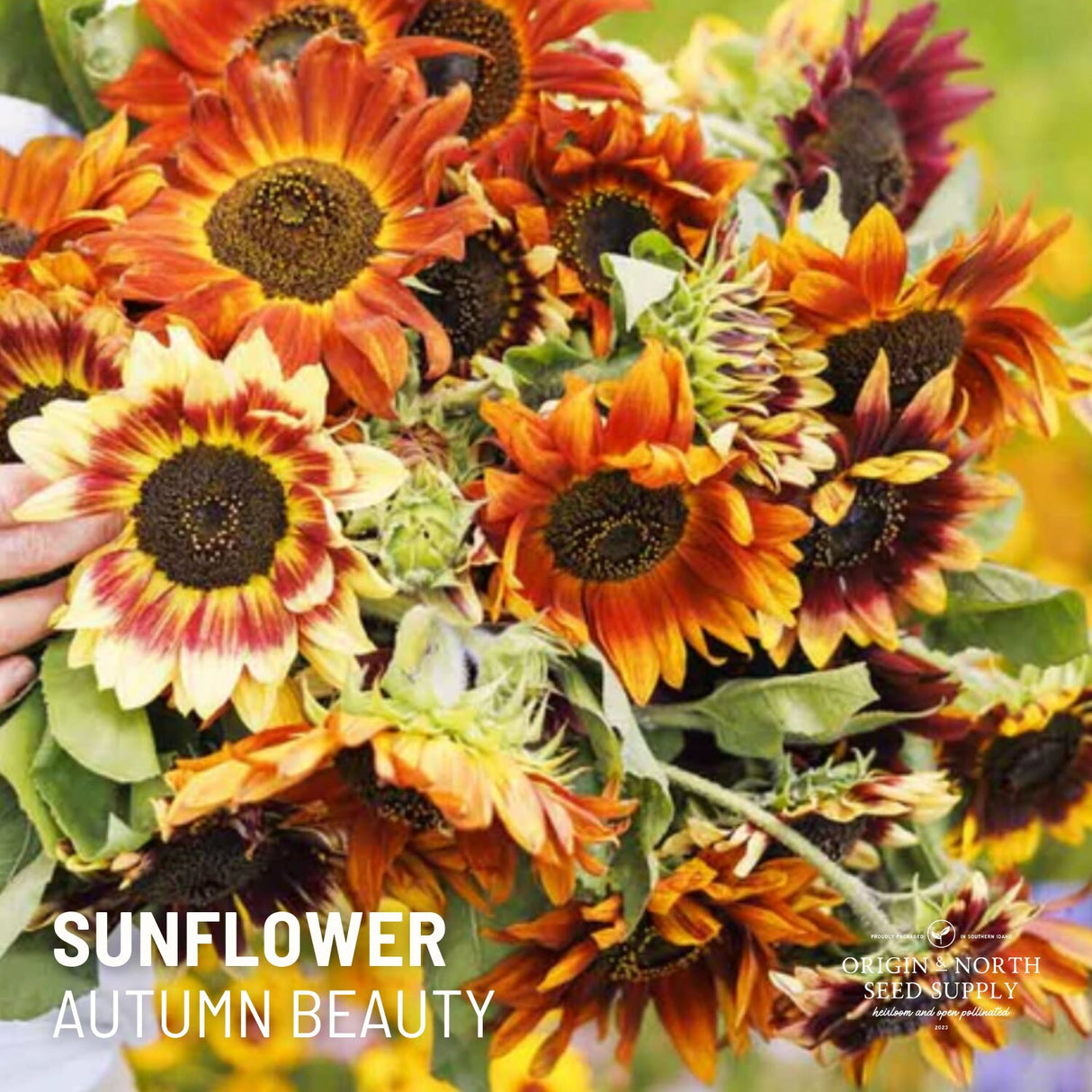 Sunflower Seeds - Autumn Beauty