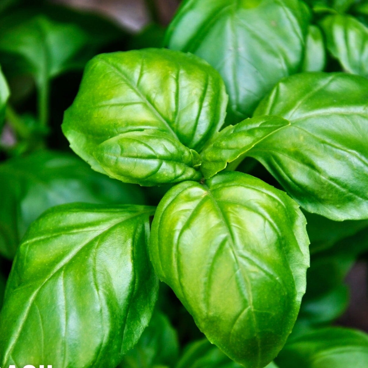 Basil Seeds - Sweet Genovese