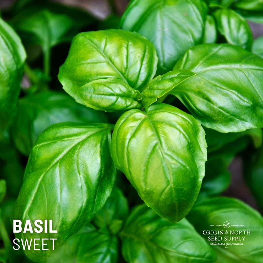 Basil Sweet Genovese x 100 Seeds