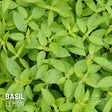 Basil Lemon x 100 Seeds