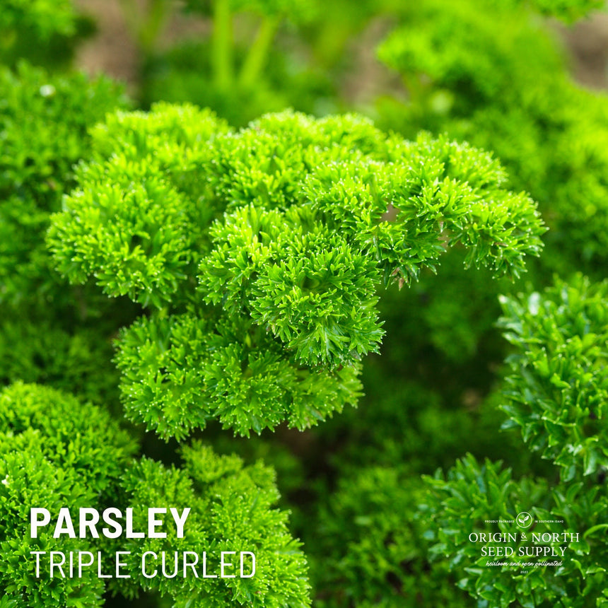 Parsley Triple Curled x 100 Seeds