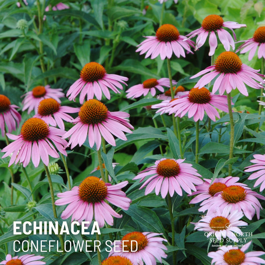 Echinacea Purple x 100 Seeds