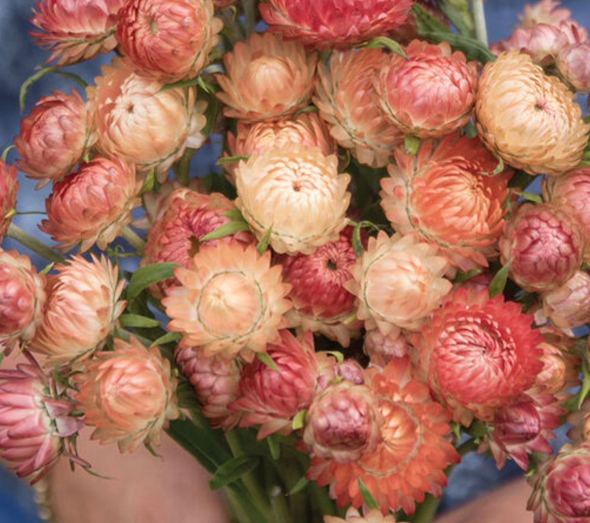 Strawflower Seeds - Apricot Peach Mix