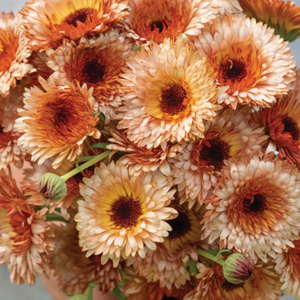 Calendula Seeds - Orange Flash