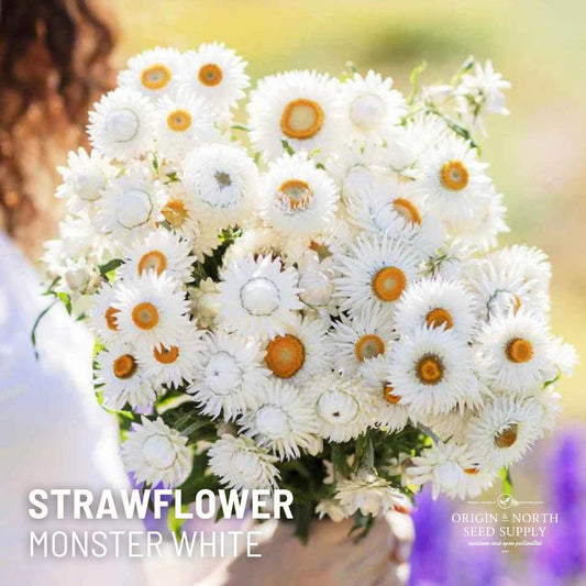 Strawflower Seeds - Monster White