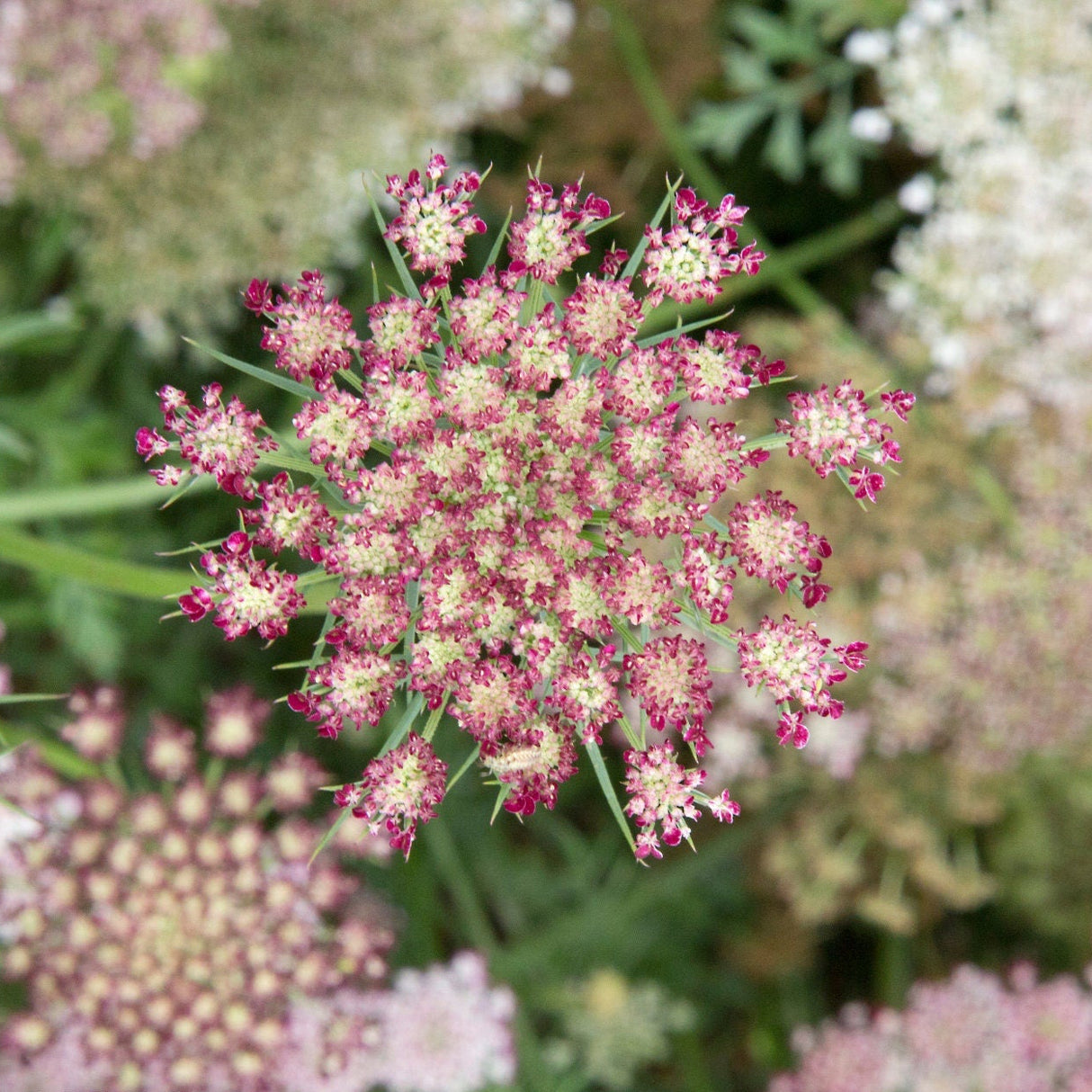 Daucus Seeds - Purple Kisses