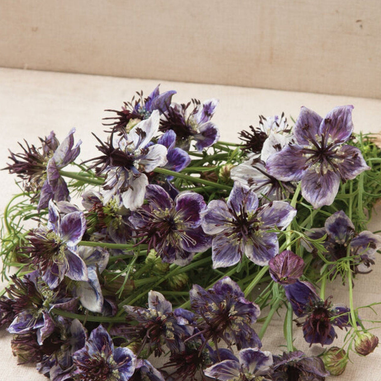 Nigella Seeds - Delft Blue