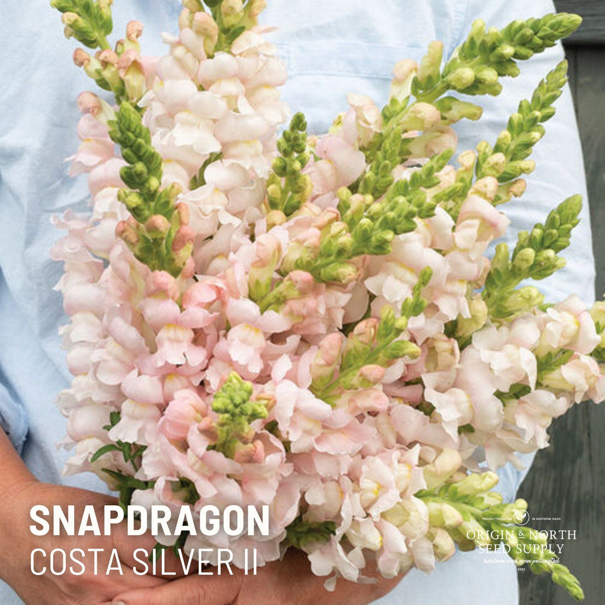 Snapdragon Seeds - Costa Silver II