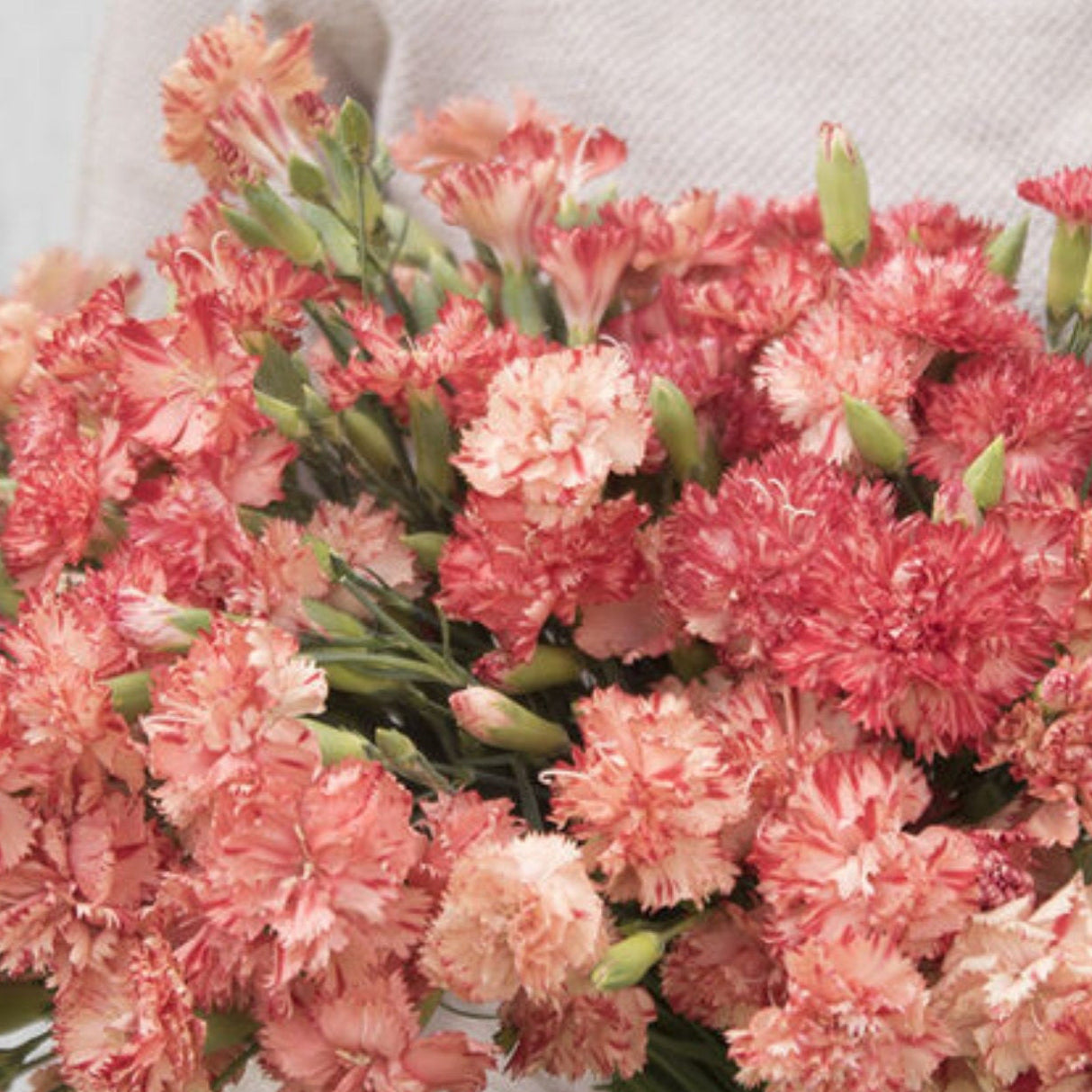 Dianthus Seeds - Chabaud Orange Sherbet