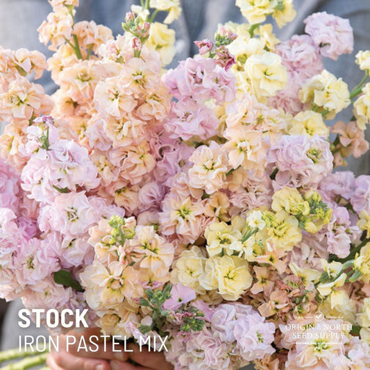 Stock Seeds - Iron Pastel Mix