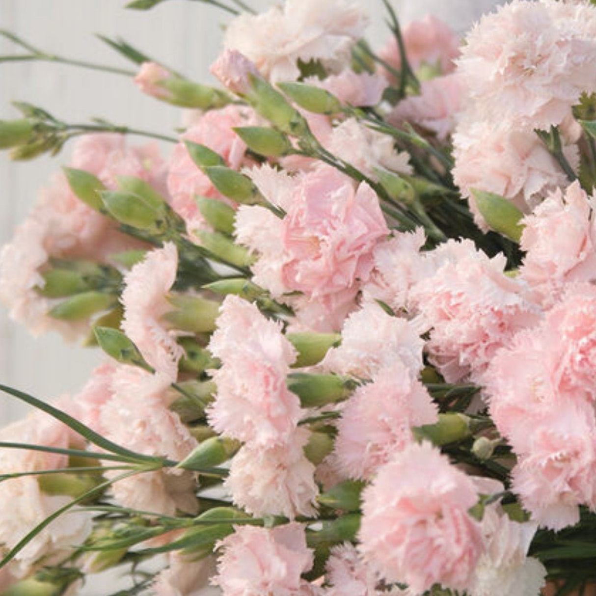 Dianthus Seeds - Chabaud LaFrance