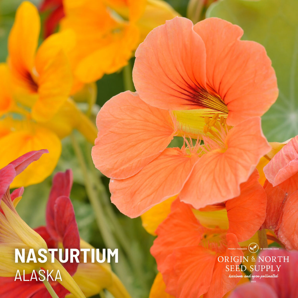 Nasturtium Seeds - Alaska
