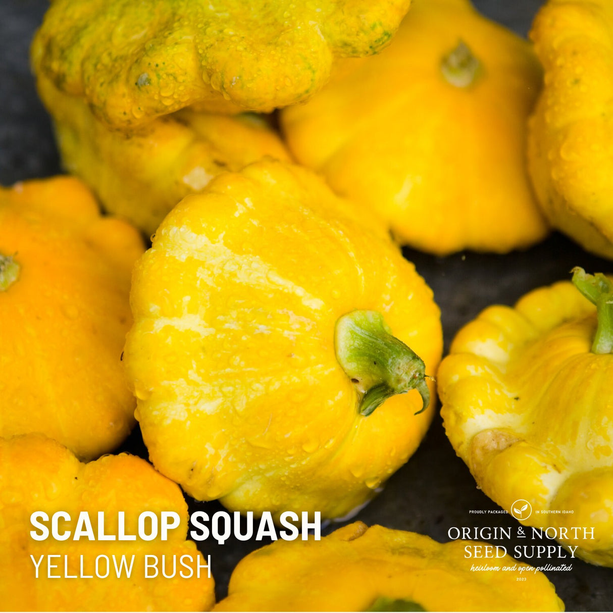 Summer Squash - Yellow Bush Scallop