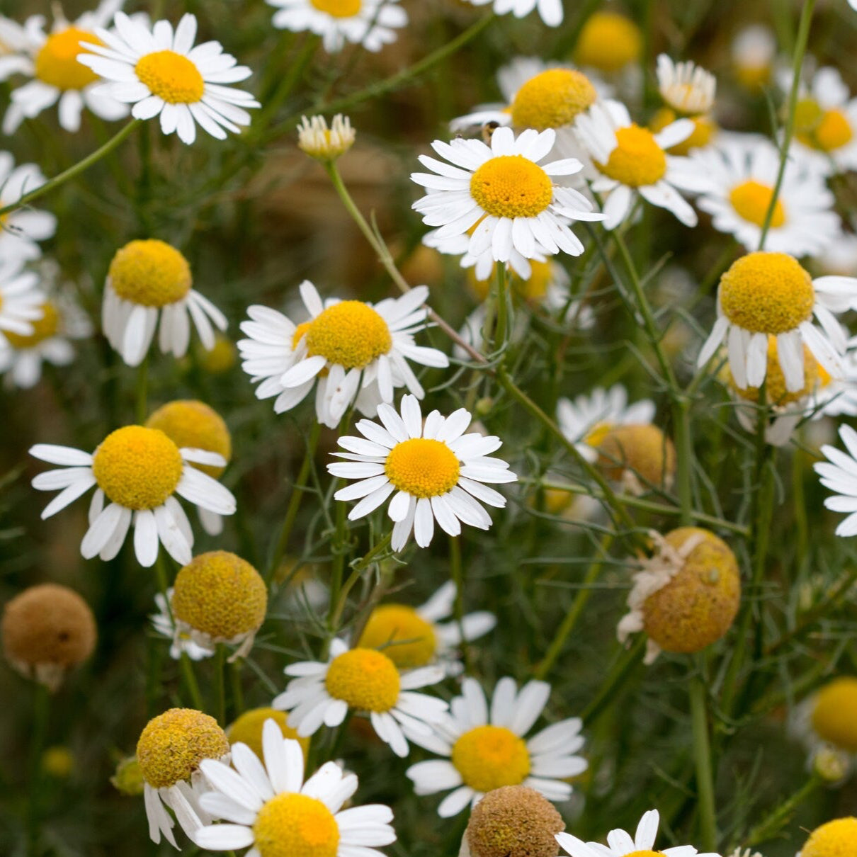 Chamomile Seeds - German