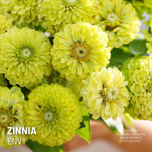 Zinnia Seeds - Envy