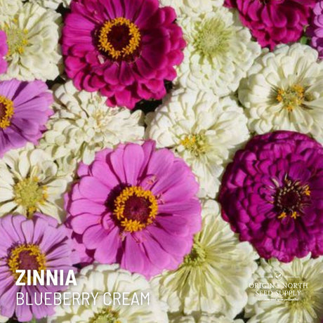 Zinnia Blueberry Cream x 50 Seeds