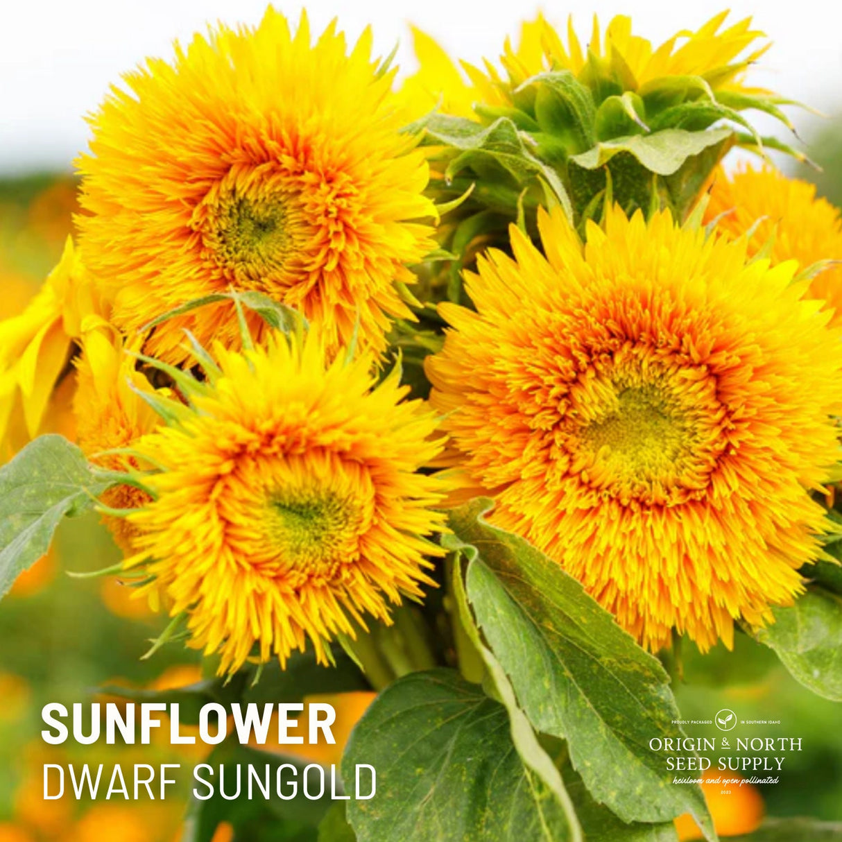 Sunflower Seeds - Dwarf Sungold