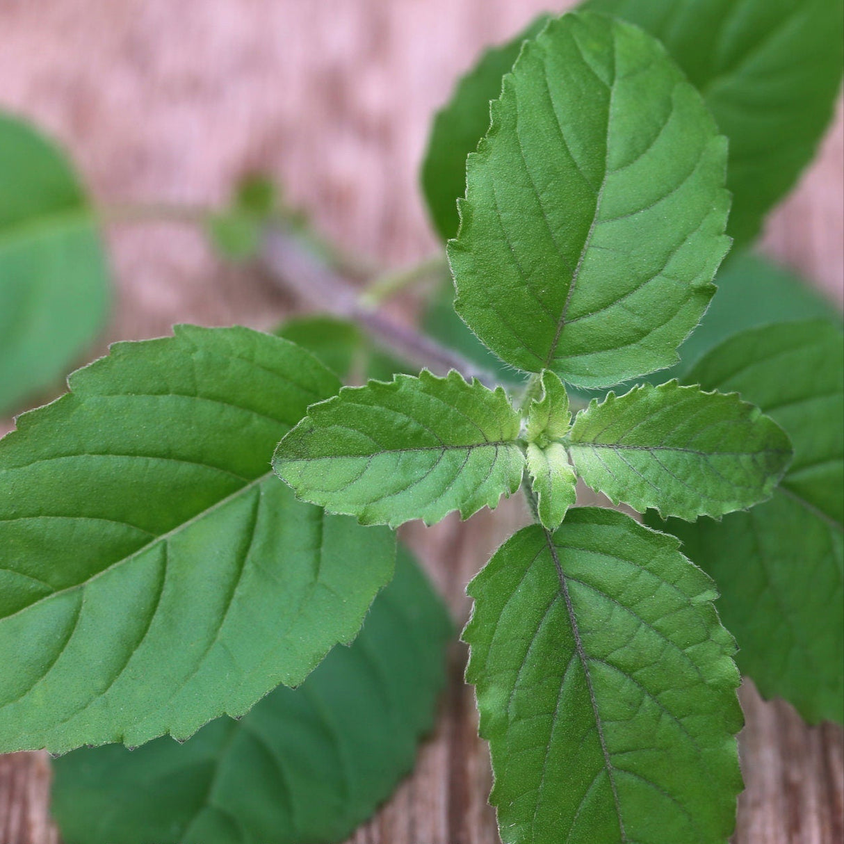 Holy Basil Seeds