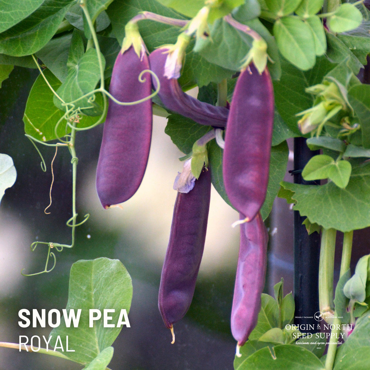 Pea Seeds - Royal Snow