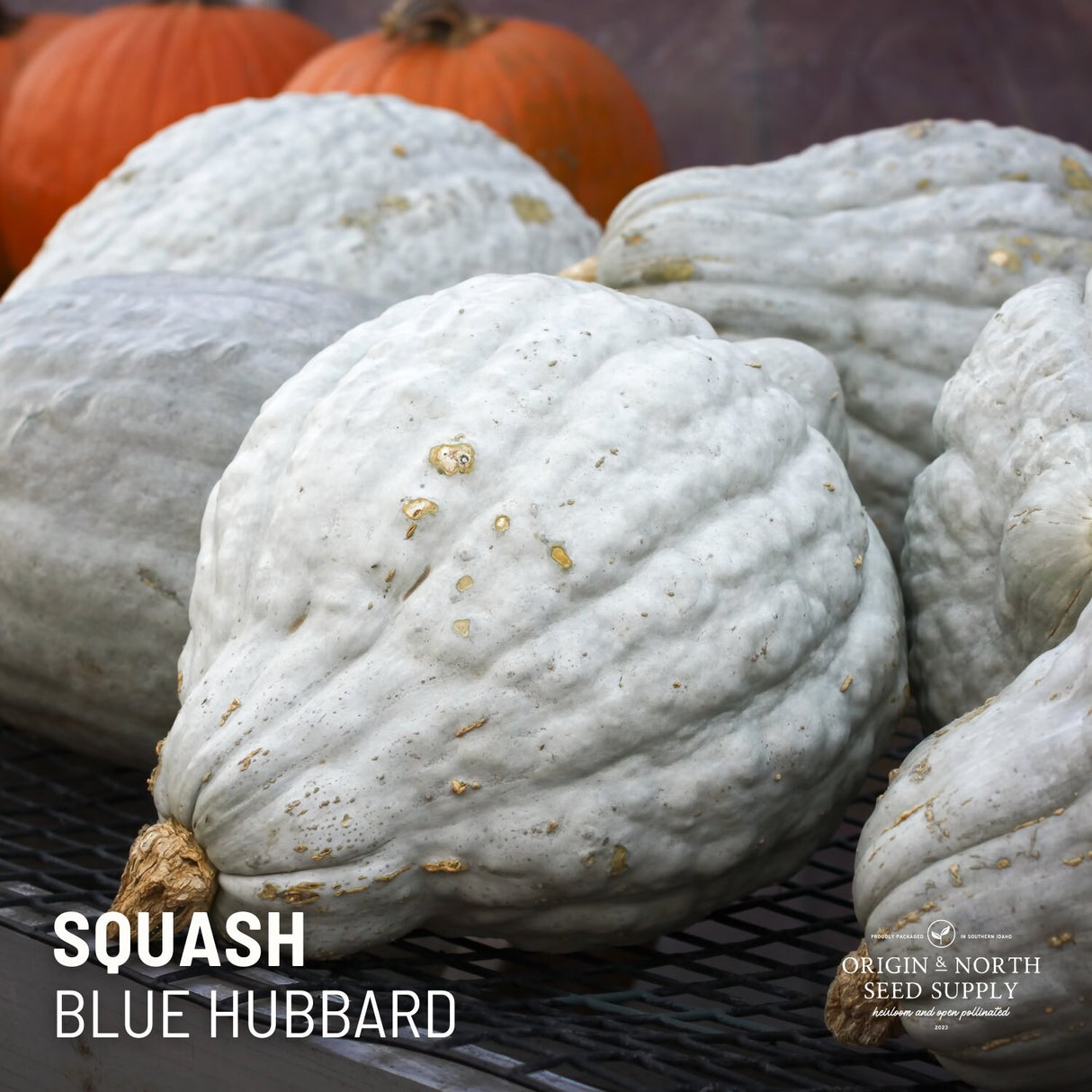 Winter Squash Seeds - Blue Hubbard