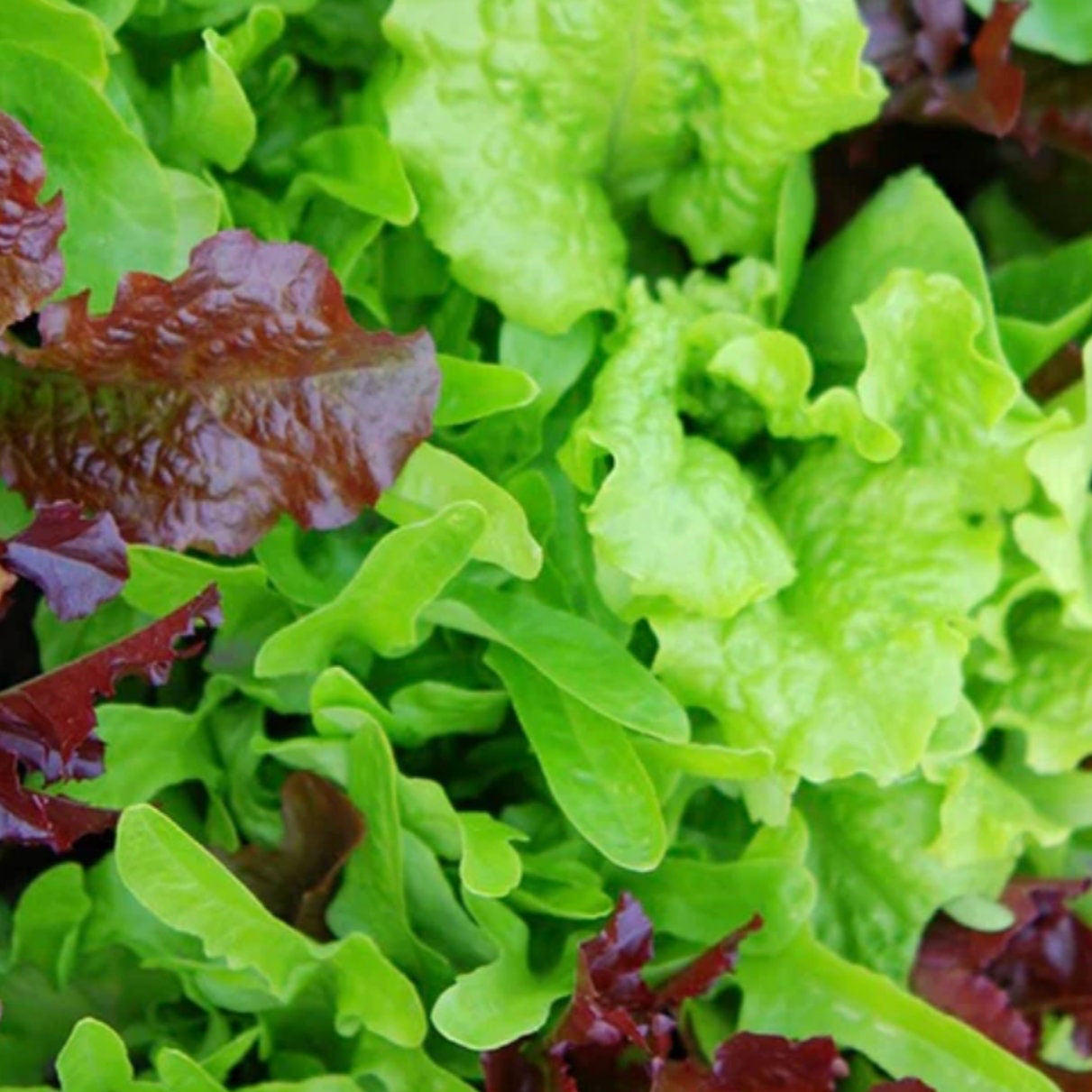 Lettuce Seeds - Leaf Blend