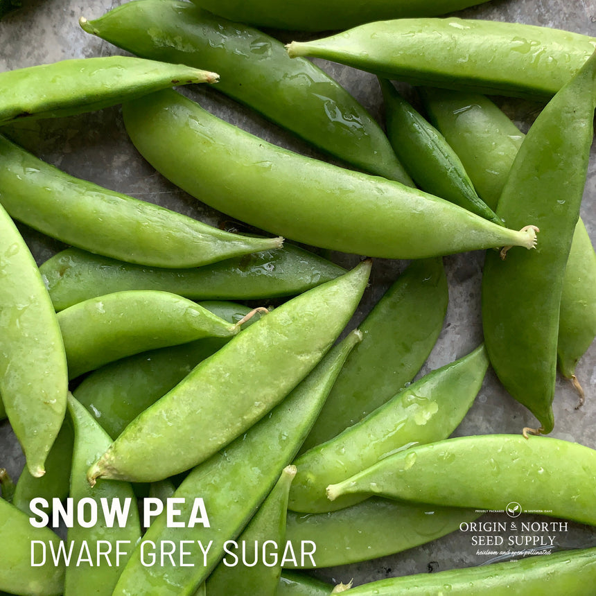 Peas Dwarf Grey Sugar Snow x 50 Seeds