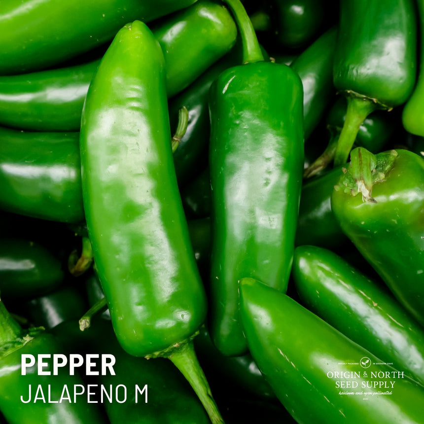 Pepper Jalapeno M x 25 Seeds