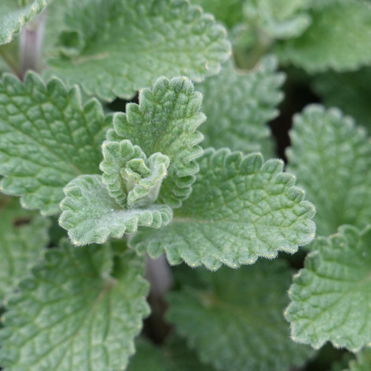 Catnip Seeds