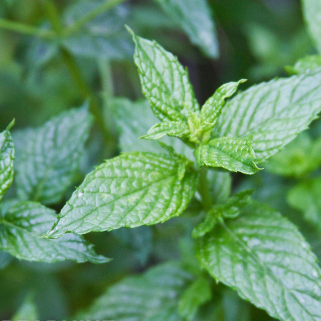 Spearmint x 100 Seeds