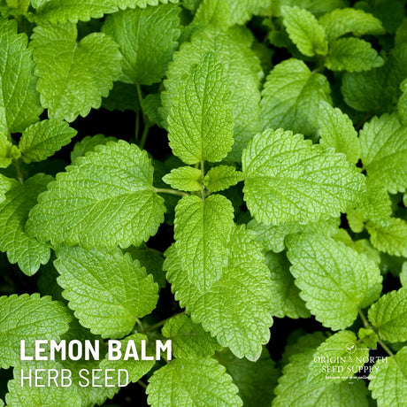 Lemon Balm x 100 Seeds