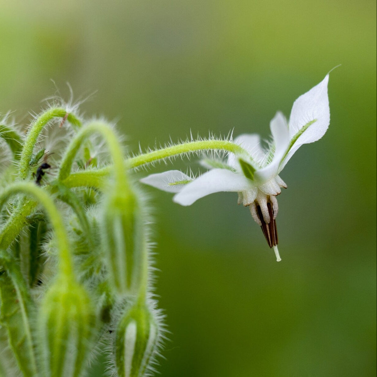 Borage Seeds - White