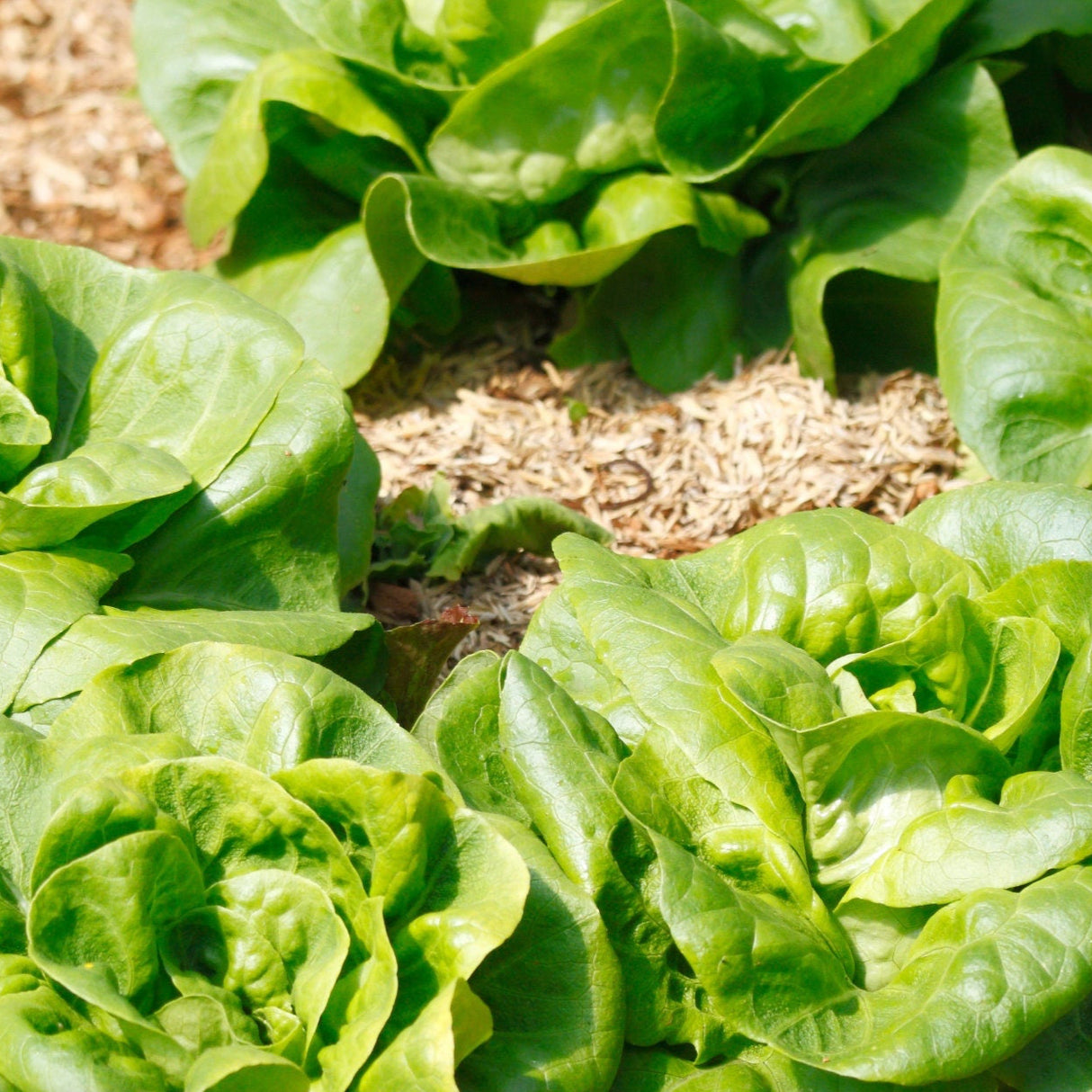 Lettuce Seeds - Tom Thumb
