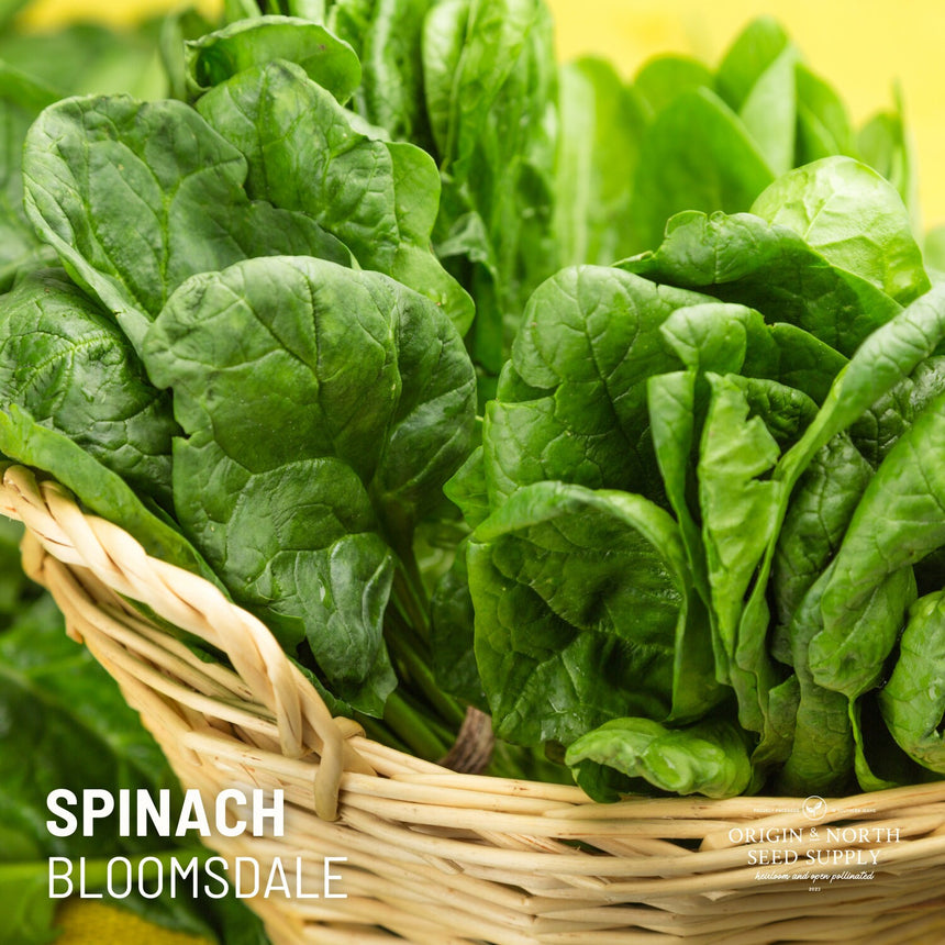 Spinach Bloomsdale x 100 Seeds