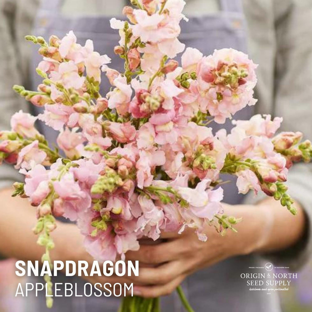 Snapdragon Seeds - Appleblossom