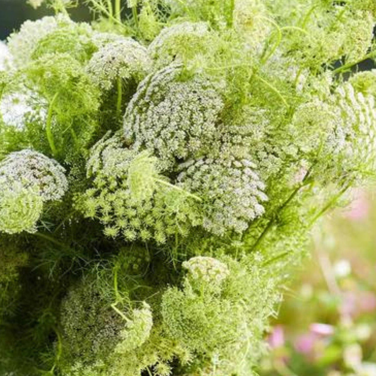 Ammi Seeds - Green Mist