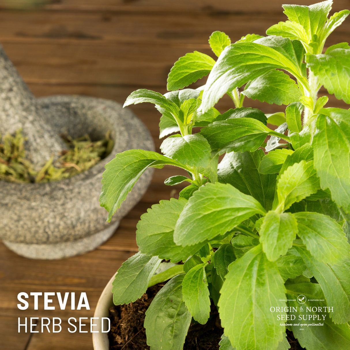 Stevia Seeds