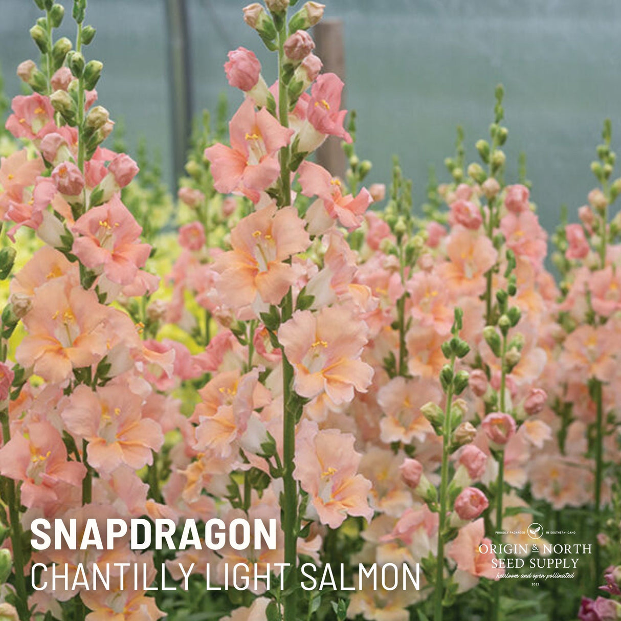 Snapdragon Seeds - Chantilly Light Salmon